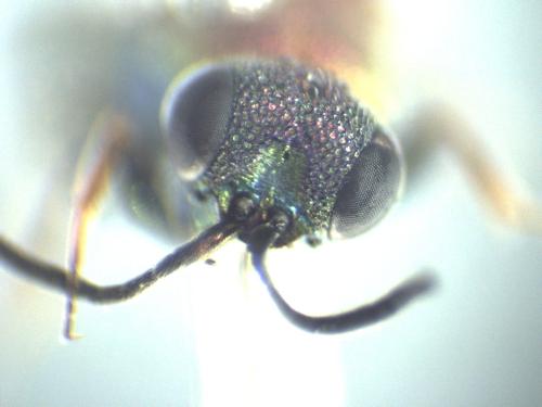 Hedychridium femoratum